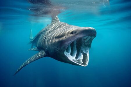 Photo Basking Sharks