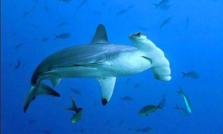 20 Fun Facts About Hammerhead Sharks