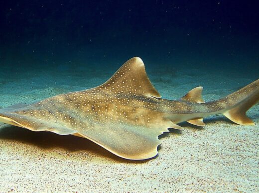 Angel Sharks