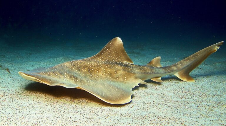 20 Fun Facts About Angel Sharks