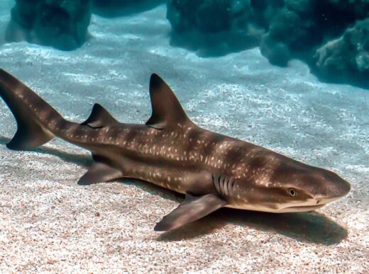 Bamboo Sharks