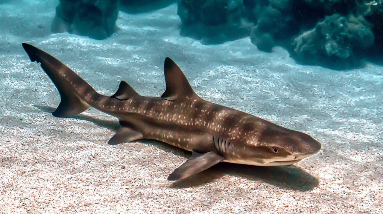 Bamboo Sharks