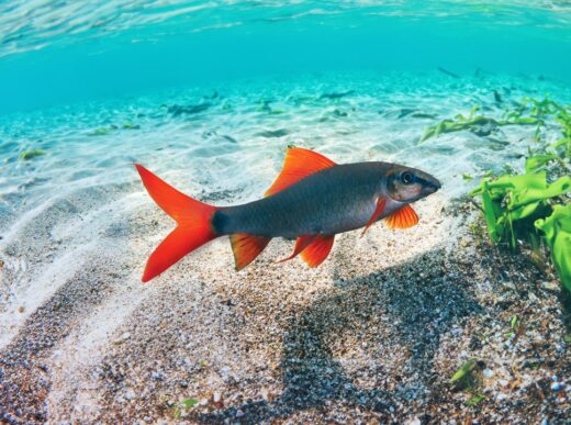 Rainbow Sharks