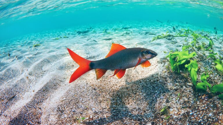 Rainbow Sharks