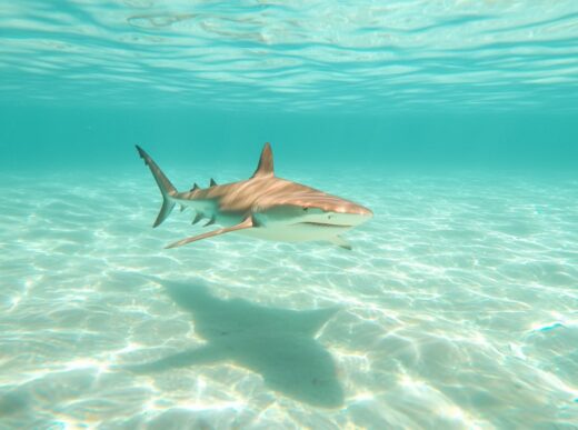 Sandbar Sharks